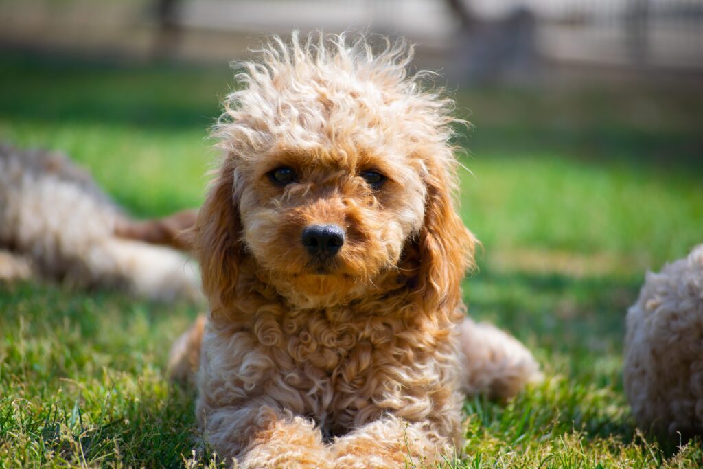 Brown Long Coated Dog on Green Grass